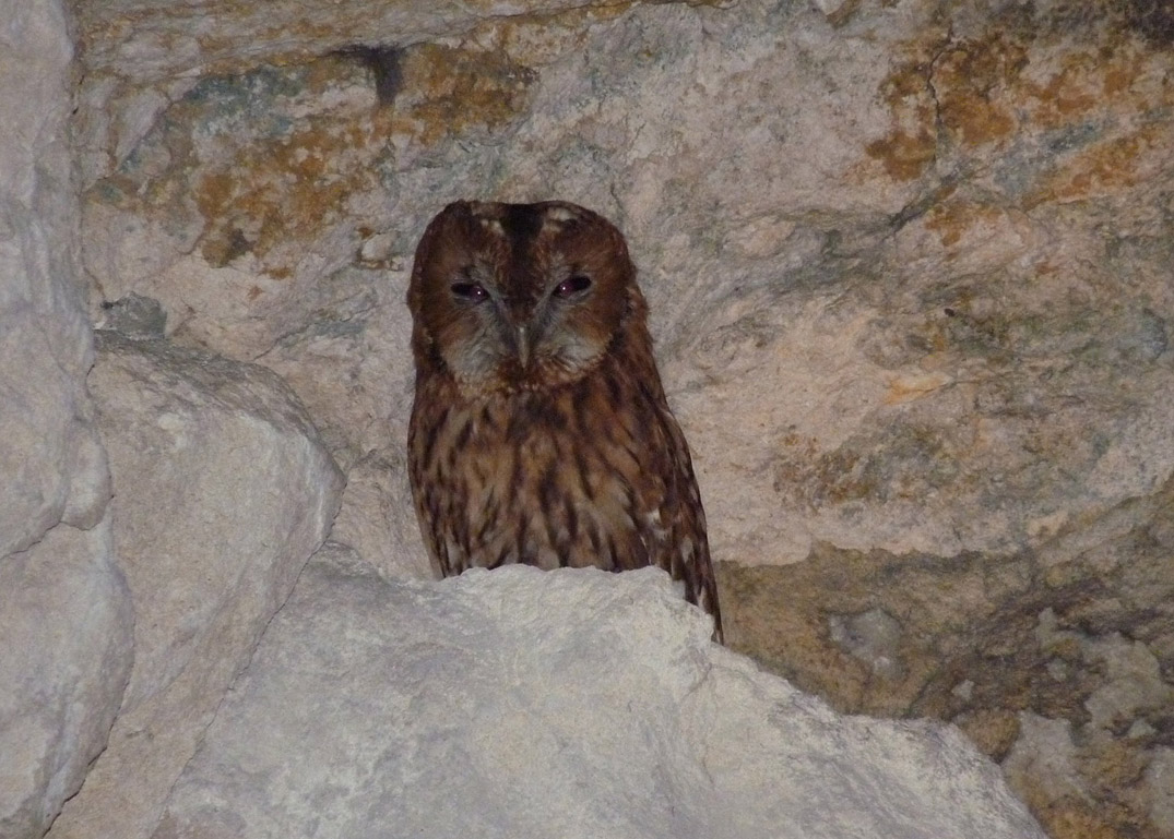 Allocco in grotta